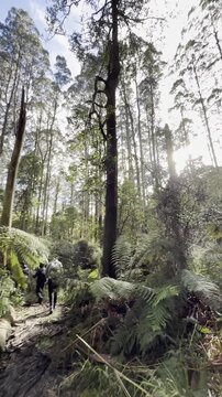 Following a male hiker along the rarely visited Tanglefoot Track, densely covered with tree ferns, in the Yarra Ranges near Melbourne, Victoria, Australia.