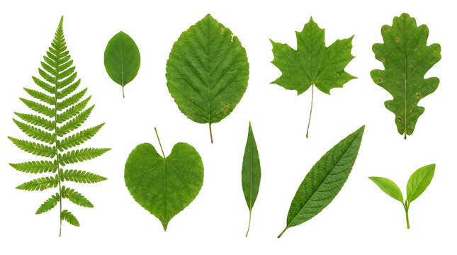 A collection of diverse green leaves including ferns and maples on transparent background botanical foliage