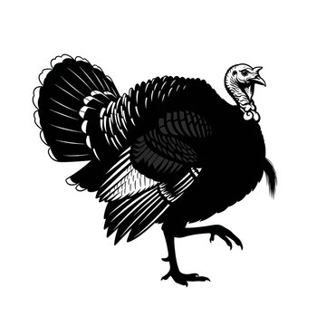 Vintage turkey bird illustration in black and white woodcut style. Hand drawn turkey silhouette with detailed feathers for Thanksgiving. Retro poultry engraving for farm to table branding.