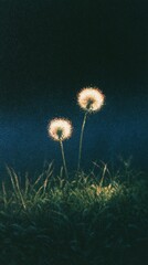 Obraz premium Dreamy dandelion glow over dark grassy meadow wallpaper for mobile phone