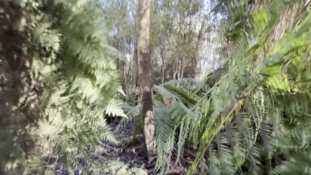 Following a male hiker along the rarely visited Tanglefoot Track, densely covered with tree ferns, in the Yarra Ranges near Melbourne, Victoria, Australia.