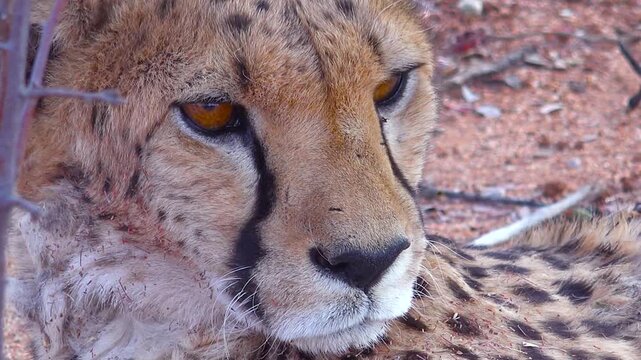 Close up shot of a hungry cheetah resting in the african savannah after a successful hunt.