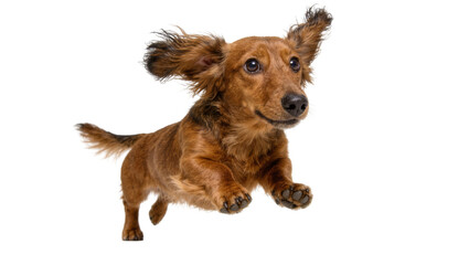 Long-haired brown dachshund dog jumping with ears flying, isolated on transparent background © Matteo