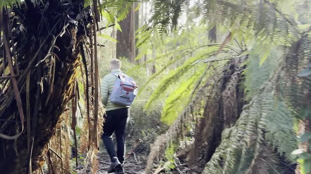 Following a male hiker along the rarely visited Tanglefoot Track, densely covered with tree ferns, in the Yarra Ranges near Melbourne, Victoria, Australia.