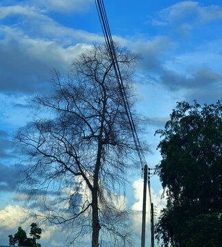 Tall leafless tree with intricate bare branches beside overhead power lines and a concrete utility pole against a dramatic blue cloudy sky.