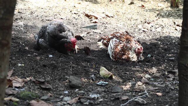 a pair of chickens are rolling their bodies into the sand, a pair of chickens are cleaning their bodies using sand