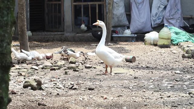 White Domestic Goose Standing in a Traditional Farmyard
