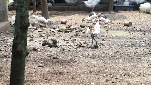 The rooster runs to get food at the traditional farm
