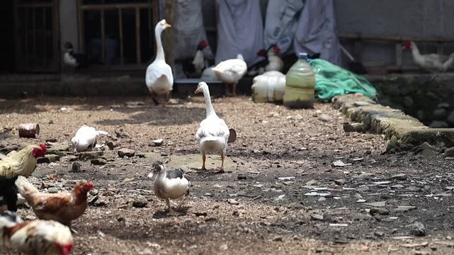 White Domestic Goose Standing in a Traditional Farmyard