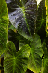 Colocasia Aloha Leaf With Water Drops © urzine