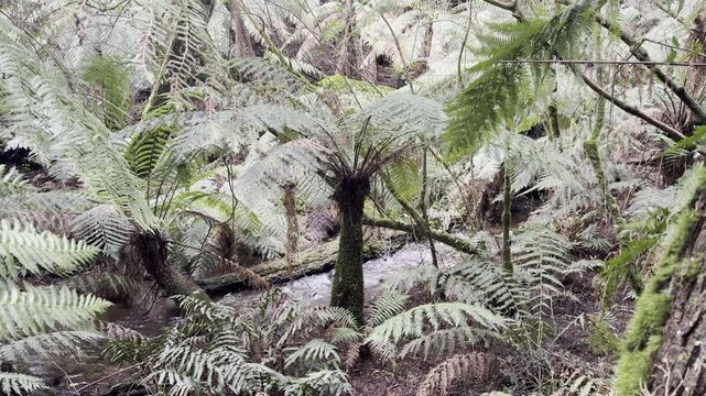 A stream flows through the forest, surrounded by tree ferns and lush vegetation, along the Tanglefoot Track in the Yarra Ranges near Melbourne, Victoria, Australia.
