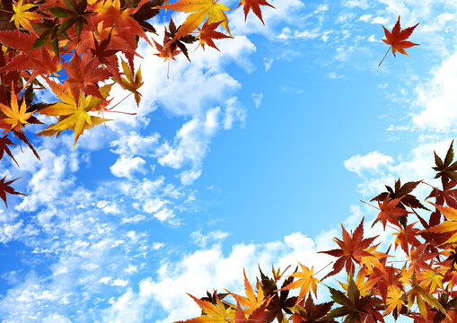 背景　紅葉と空