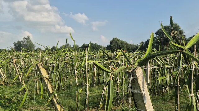 Dragon Fruit Plantation Field Landscape Vegetative Growth Commercial Video