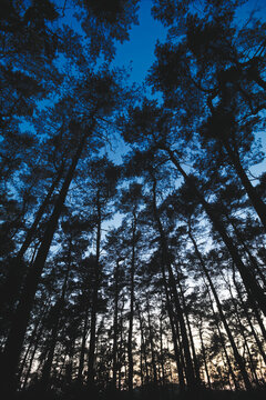 evening view from below into the crown of pine trees with blue sky