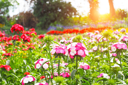 Colorful dianthus flowers blooming in sunny garden with warm golden sunlight flare.