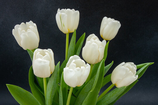 White tulips flowers bouquet. Floral bud. Tulip spring flower dark background.
