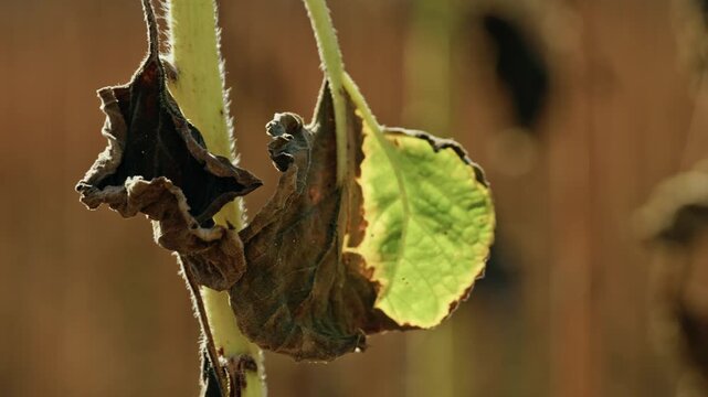 A detailed macro shot captures diseased and withered sunflower leaves on a stalk in an agricultural field under direct sunlight.