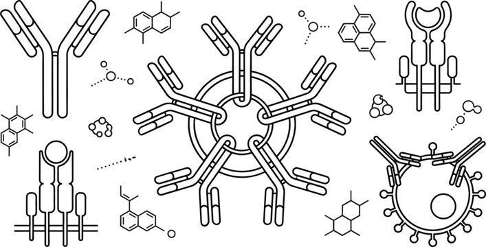 Antibody line art set immunoglobulin pentamer receptor molecule cell immune system vector outline black white illustration