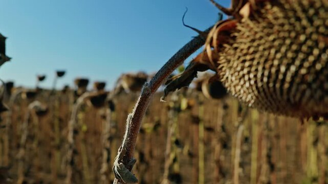 A detailed close-up shot shows ripe, dried sunflower heads filled with seeds in an agricultural field under bright sunlight before harvest.