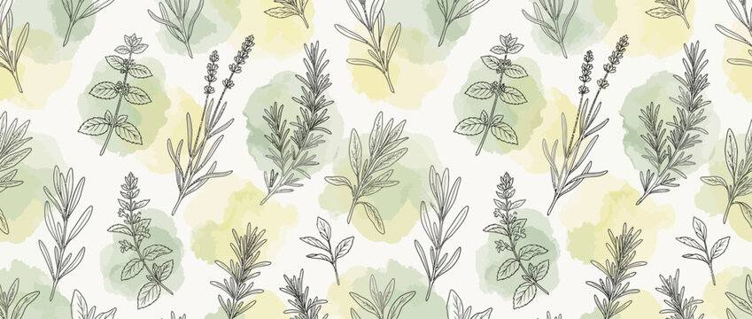 Seamless pattern of hand drawn aromatic herbs with watercolor spots on white background