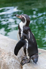 Obraz premium Full-body shot of a black and white penguin standing on a rock