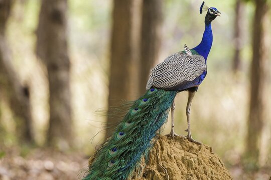 Blue peacock (Pavo cristatus), India, Khana National Park, sideways, Khana National Park, Madhya, India
