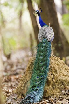 Blue peacock (Pavo cristatus), India, Khana National Park, back view, Khana National Park, Madhya, India