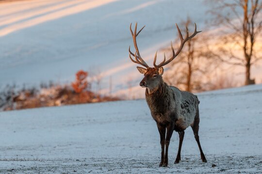 An Altai maral stag (Cervus canadensis sibiricus) stands in the early morning light on a snow-covered meadow in hilly terrain. Southern Siberia, northwestern Mongolia, northern Xinjiang province of China