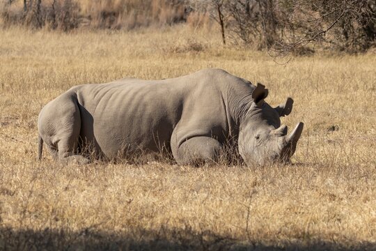 White rhinoceros (Ceratotherium simum) adult rhino animal sleeping in savannah grassland, Limpopo, South Africa