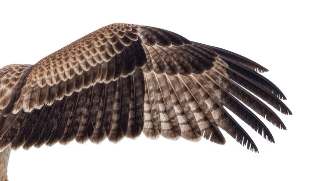 Detailed brown and black bird wing with layered feathers, isolated on transparent background