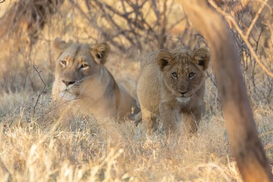 African lion (Panthera leo) adult female mother big cat and juvenile baby cub animals in a savannah grassland, Limpopo, South Africa