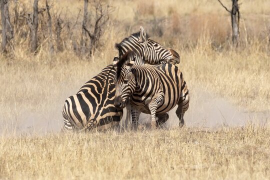 Cape mountain zebra (Equus zebra zebra) two adult animals fighting in a savannah grassland, Limpopo, South Africa