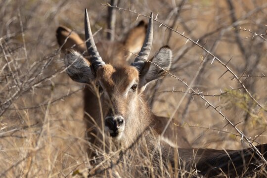 Waterbuck (Kobus ellipsiprymnus) adult animal in savannah bush grassland, Limpopo, South Africa