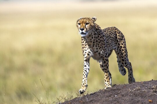 Cheetah (Acinonyx jubatus), Masai Mara National Park, Kenya