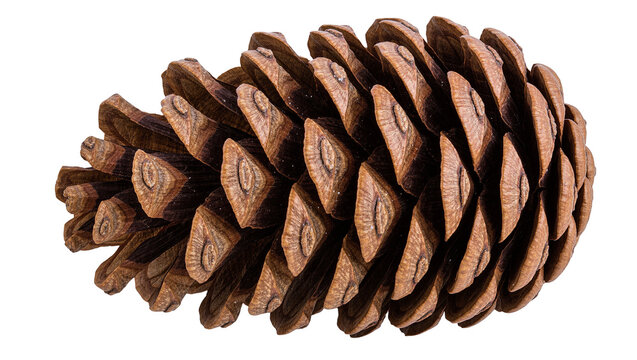Brown pine cone with textured scales, isolated on transparent background