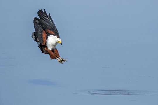 Animals, birds, birds of prey, white-tailed eagles, eagles, greater spotted eagles (Haliaeetus vocifer) . Hunting, Zambia