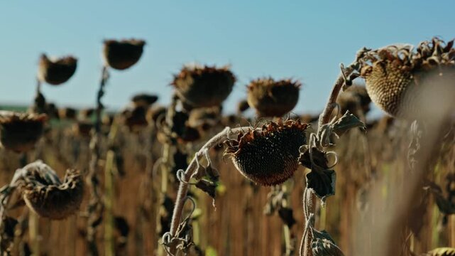 A detailed close-up shot shows ripe, dried sunflower heads filled with seeds in an agricultural field under bright sunlight before harvest.