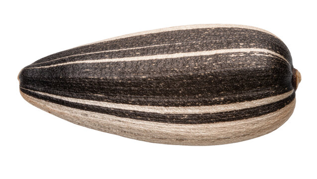 Striped black and white sunflower seed, isolated on transparent background