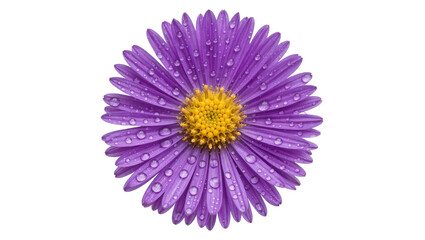 Fototapeta premium Vibrant purple aster flower with yellow center covered in water droplets, isolated on transparent background