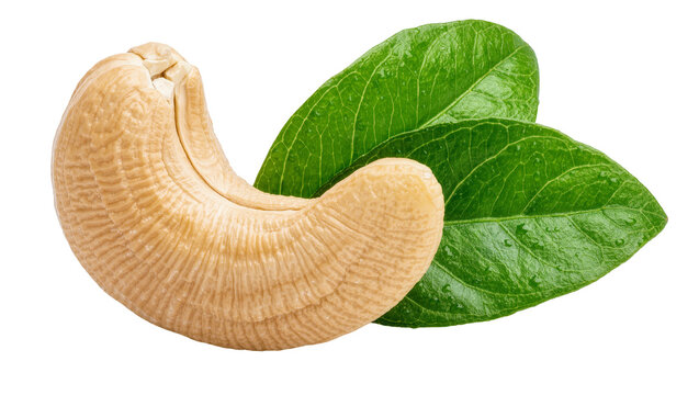 Raw cashew nut with two green leaves, isolated on transparent background