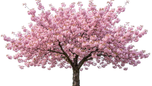 Full blooming pink cherry blossom tree with textured bark, isolated on transparent background