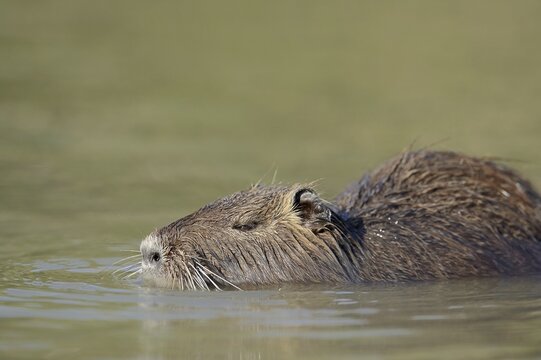 Nutria (Myocastor coypus) swimming in the water, neozoa, Camargue, France