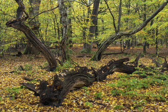 Old, gnarled trees in the Urwald Baumweg nature reserve in autumn, Hudewald, Emstek, Lower Saxony, Germany