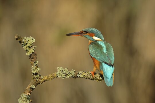 Common kingfisher (Alcedo atthis), female, dorsal view, sitting on a lichen-covered branch, Wilden, North Rhine-Westphalia, Germany