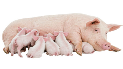 Pink mother pig nursing several small piglets, isolated on transparent background © Sophie