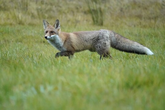 Red fox (Vulpes vulpes) running in a meadow, Czech Republic