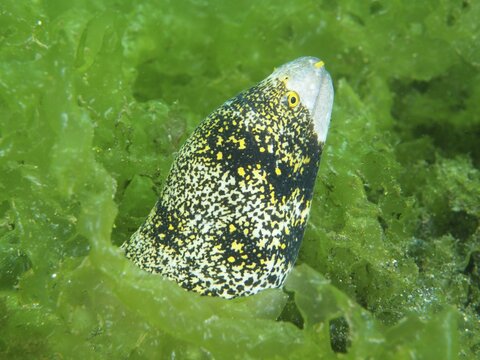 A moray eel with a yellow pattern, star spotted moray eel (Echidna nebulosa), peeking out of green algae, dive site Secret Bay, Gilimanuk, Bali, Indonesia