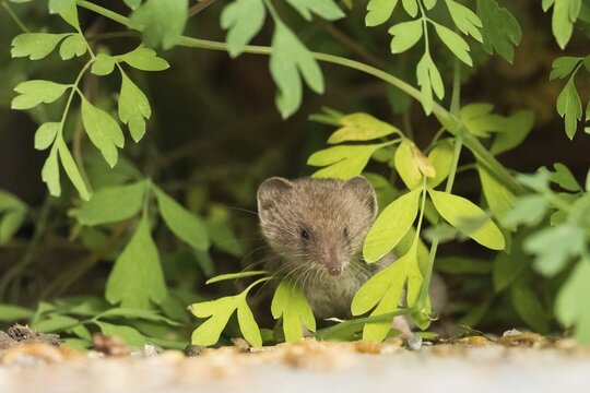 A house shrew (Crocidura russula) peeks out from between some leaves, looking alert and curious, Hesse, Germany