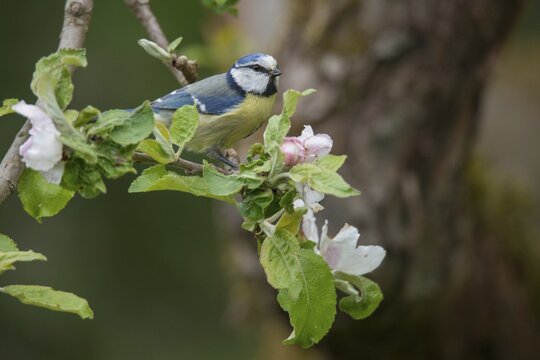 Blue tit, fruit tree blossom, parus caeruleus, birds, spring, garden birds, tits, passeri, songbirds, song birds, jump, tits, birds