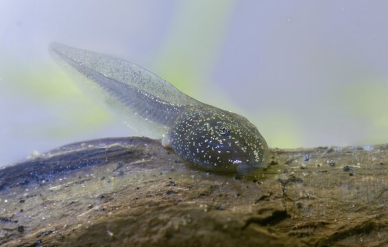 Common frog, common frog, rana temporaria, amphibians, amphibians, three weeks old, frog, frogs, young animal, juvenile, tadpole, larva, amphibians, amphibians, amphibians